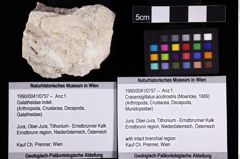 Foto (Objket + Etiketten) von Cracensigillatus acutirostris (Moericke, 1889) 